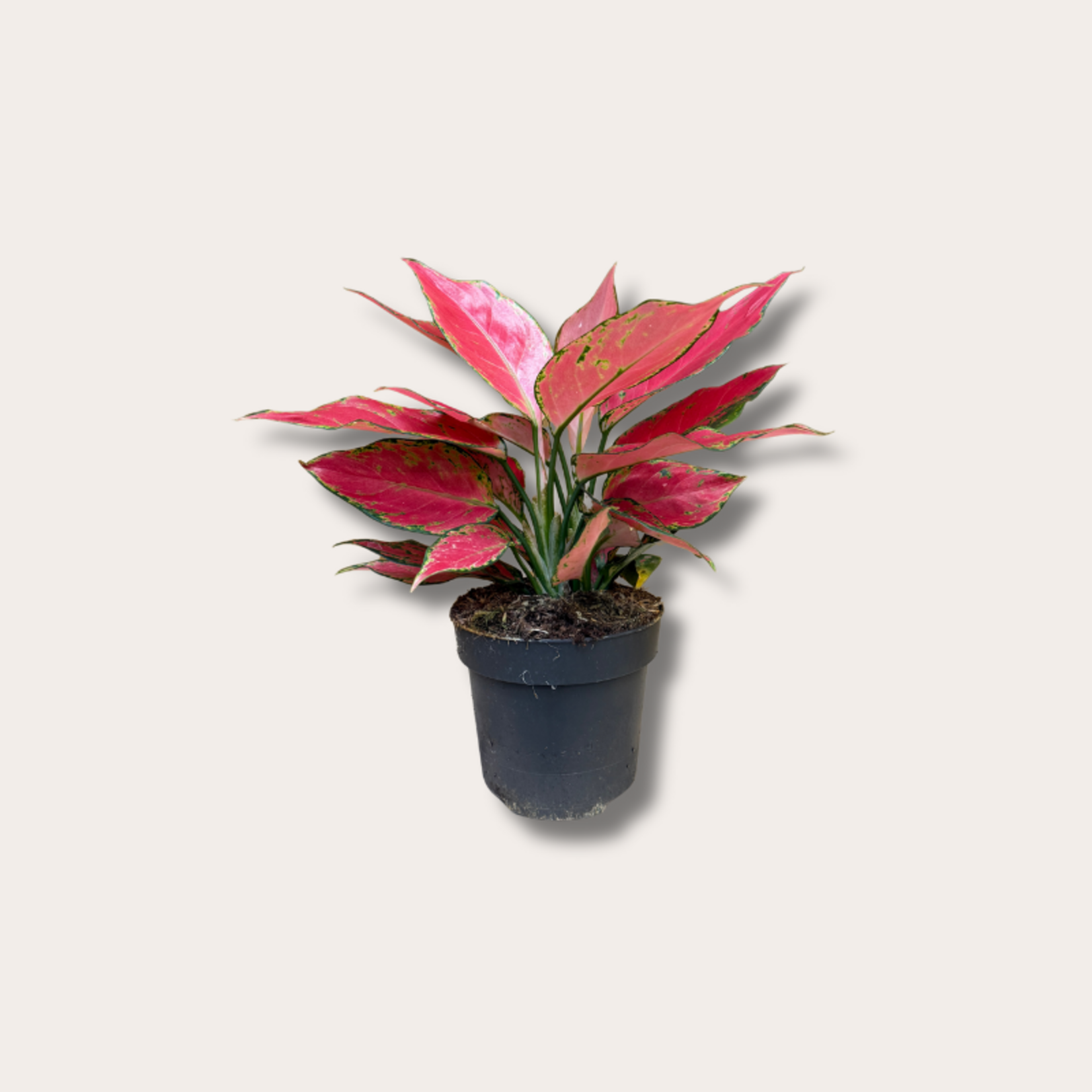 Aglaonema - 'Cherry baby'