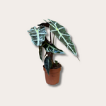 Alocasia - amazonica