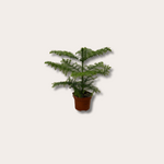 Araucaria - heterophylla