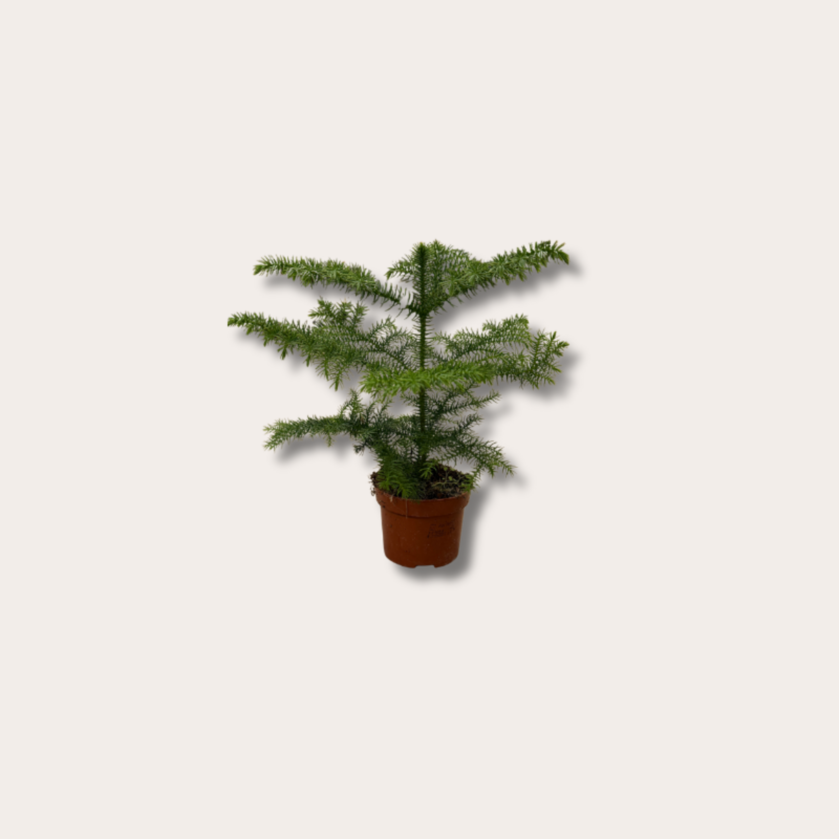 Araucaria - heterophylla