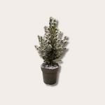 Picea - glauca 'Kerstboom'