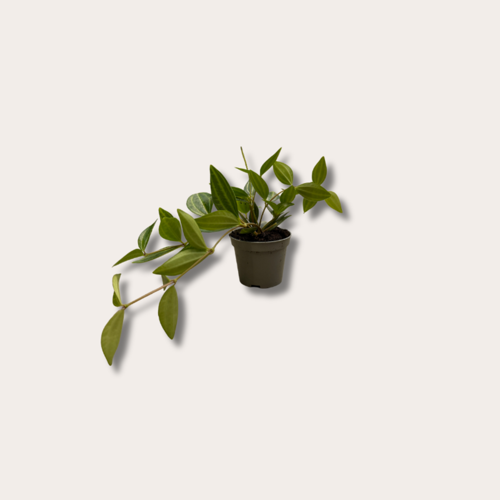 Peperomia - Stripes mini