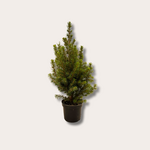 Picea - glauca 'Perfecta'