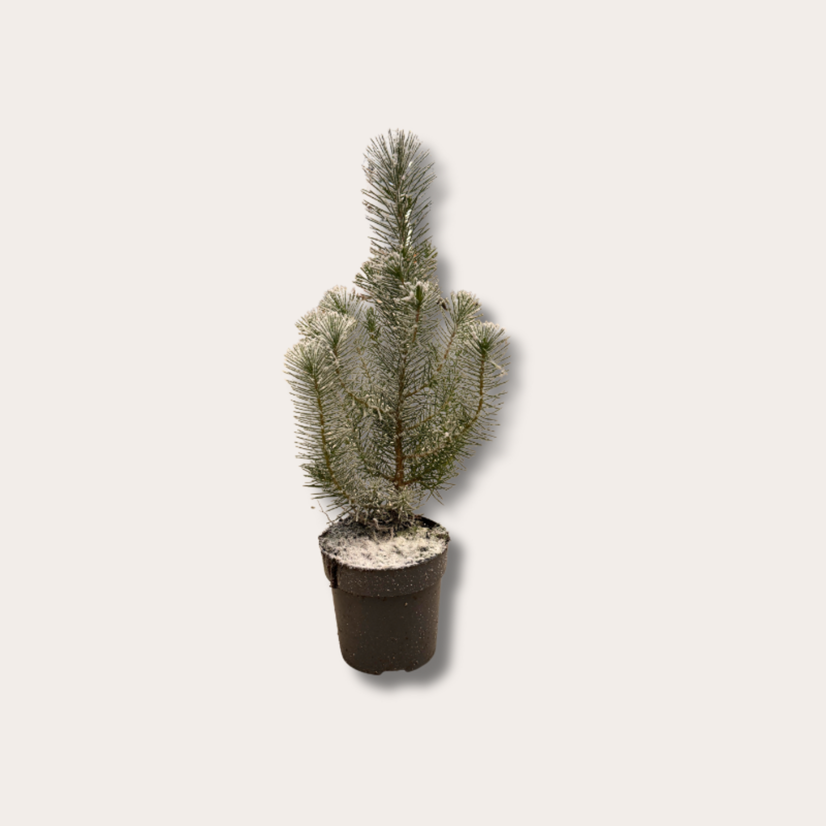 Pinus - pinea 'Silver Crest'
