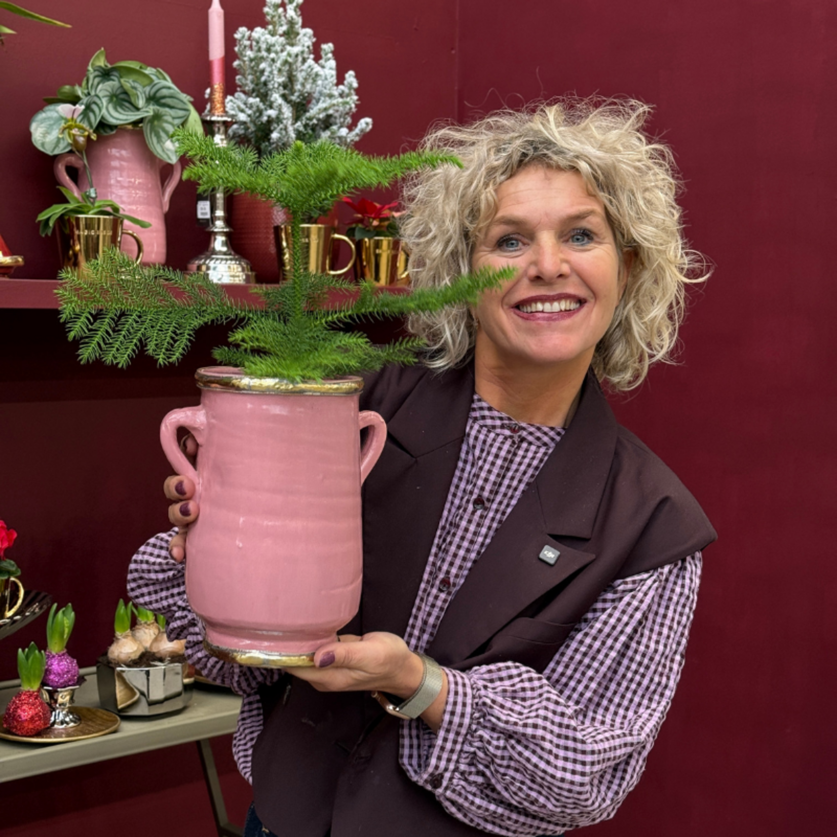 Araucaria - heterophylla