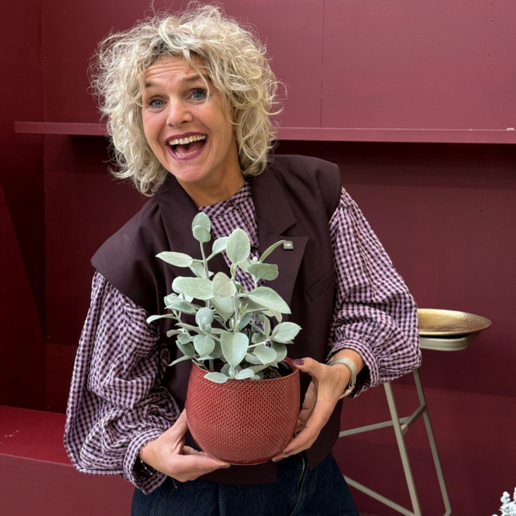 Kalanchoe - hildebrandtii S