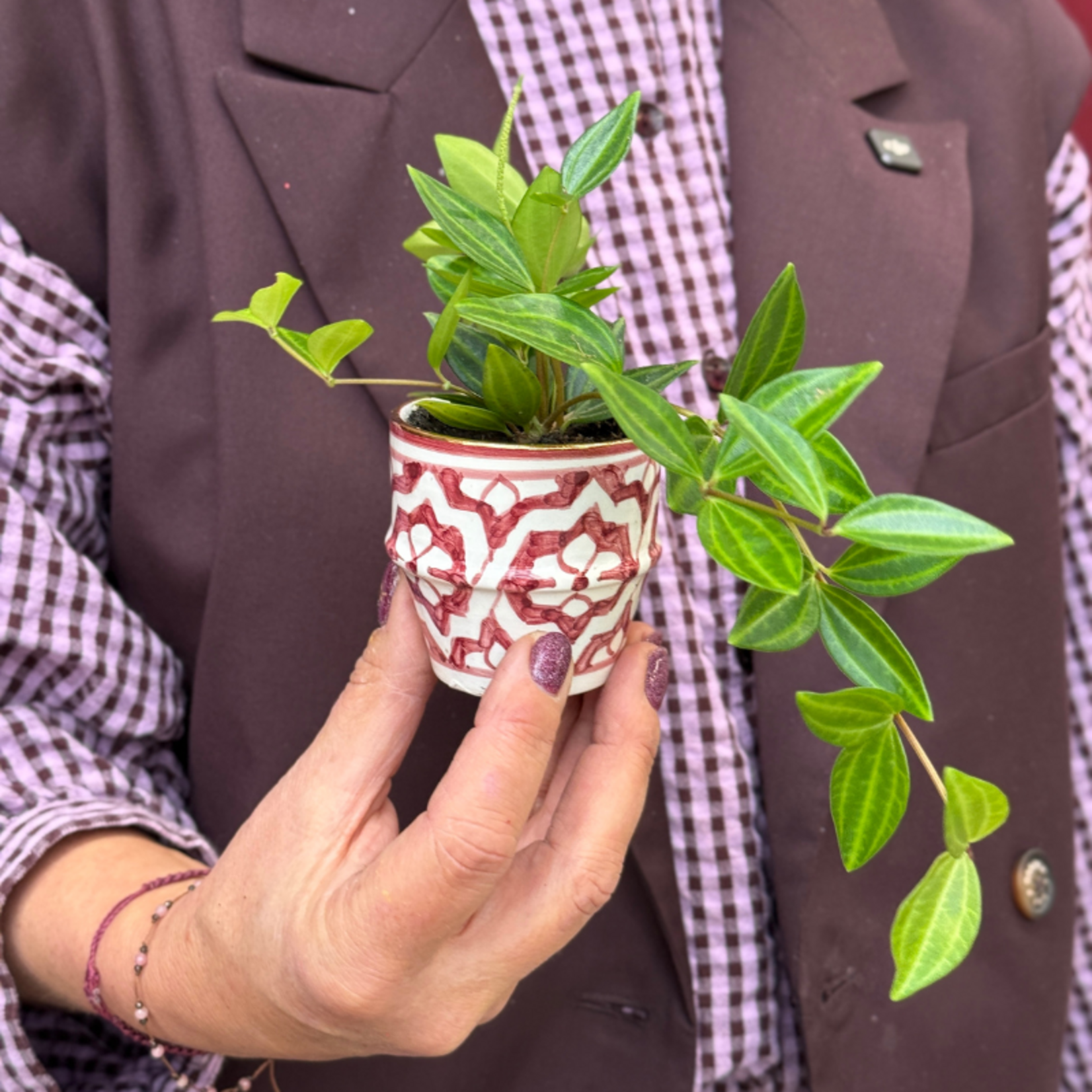 Peperomia - Stripes mini