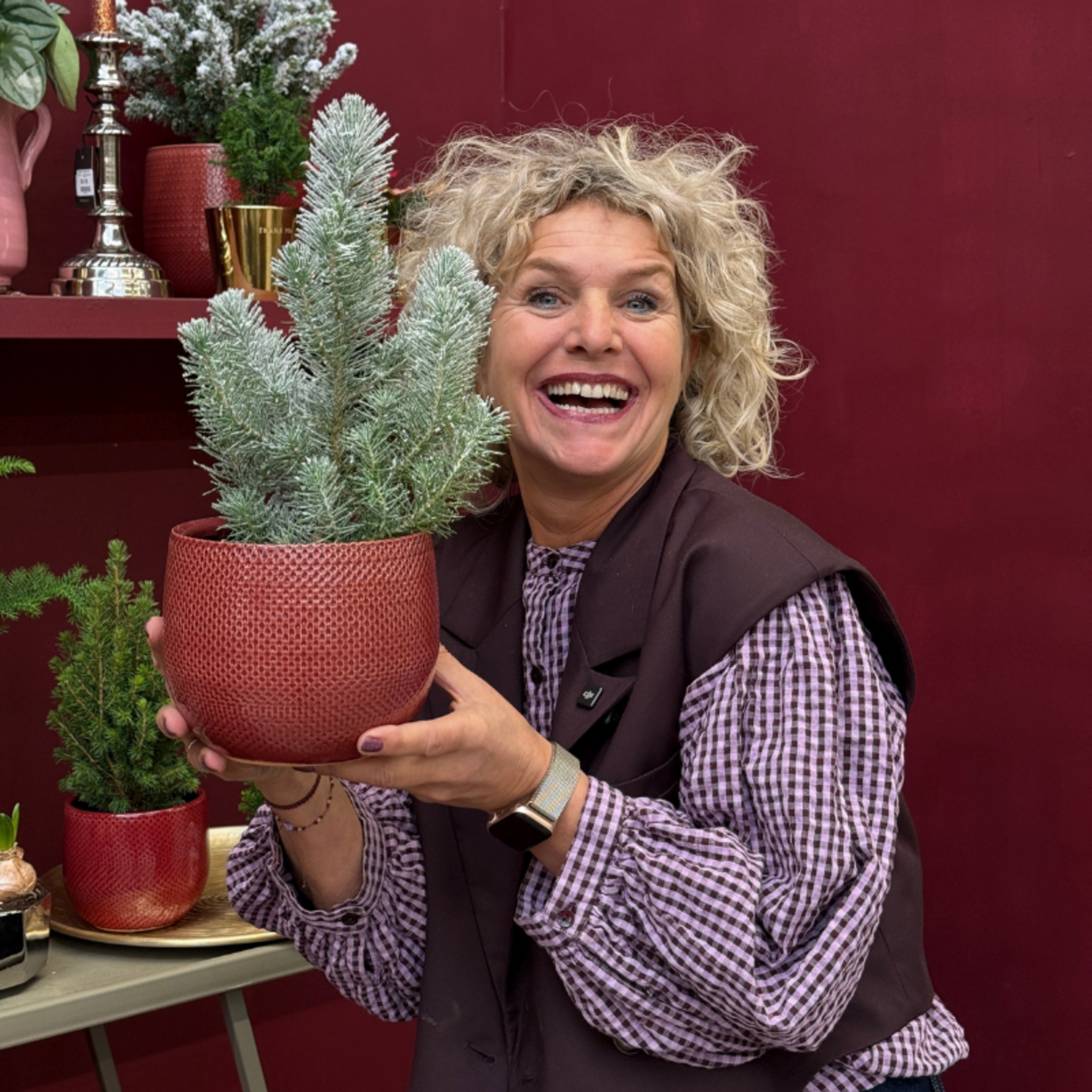 Pinus - pinea 'Silver Crest'