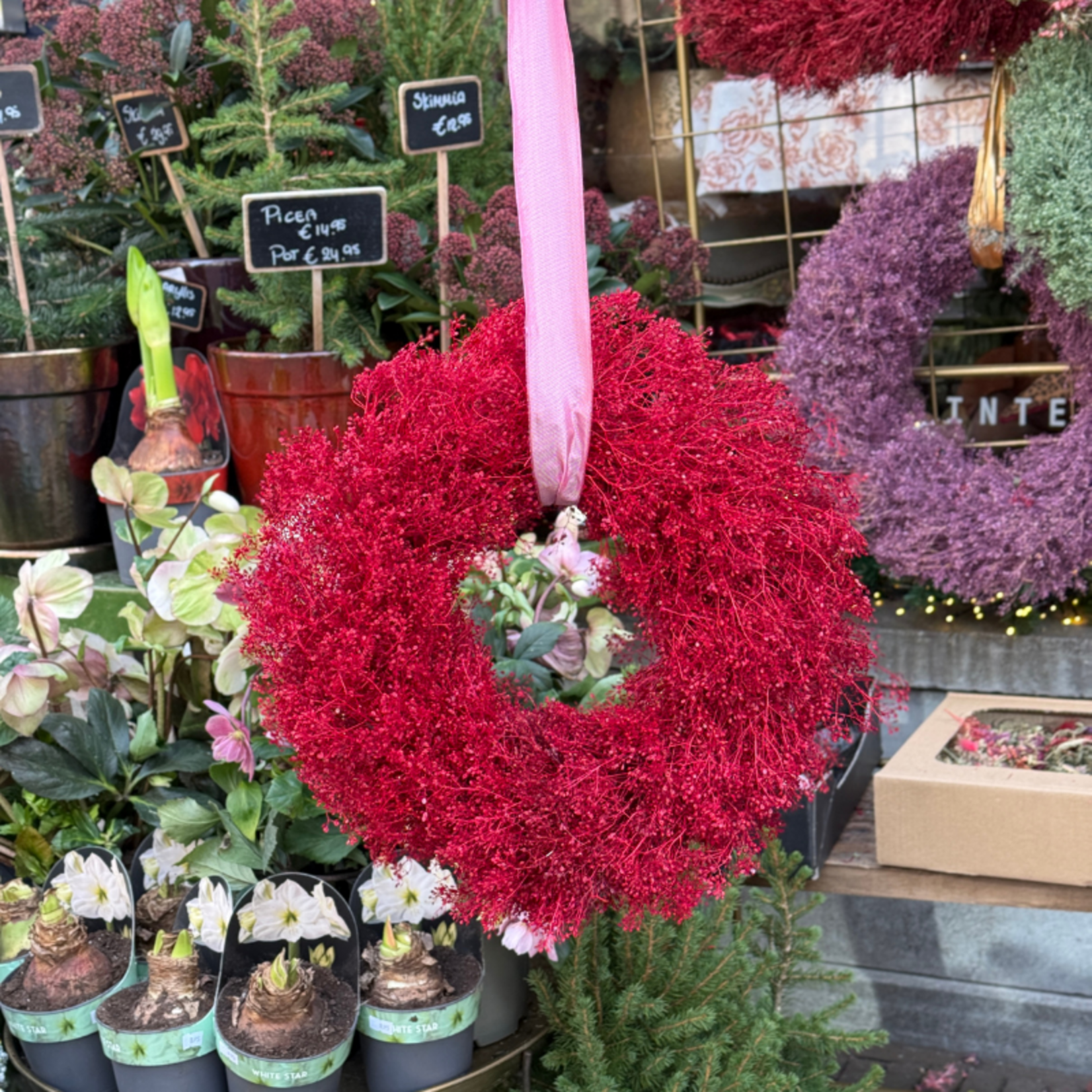 Krans - Lepidiums - bordeaux M