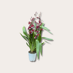 Orchidee - 'Barrocco Red'