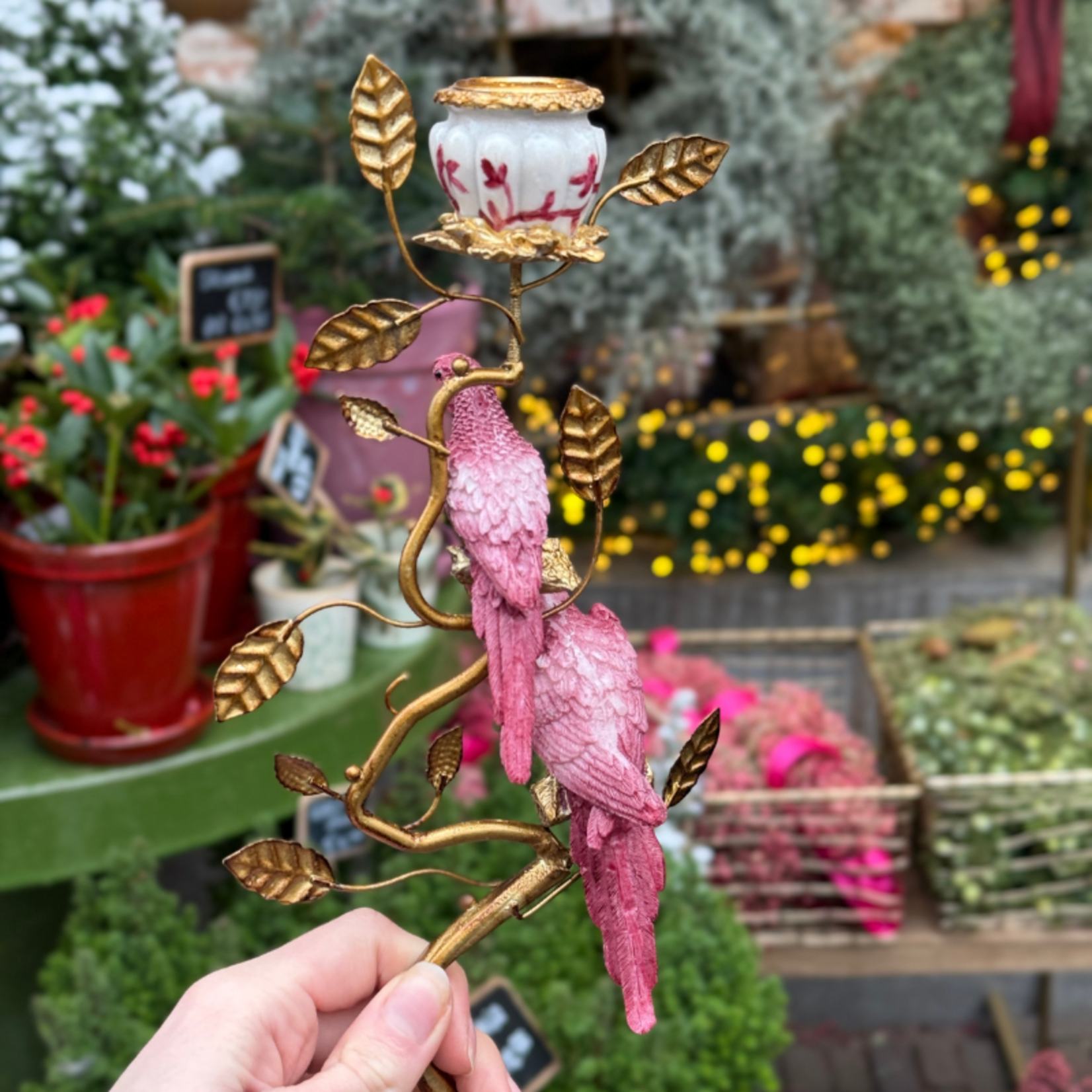 Kandelaar papegaai - bordeaux S