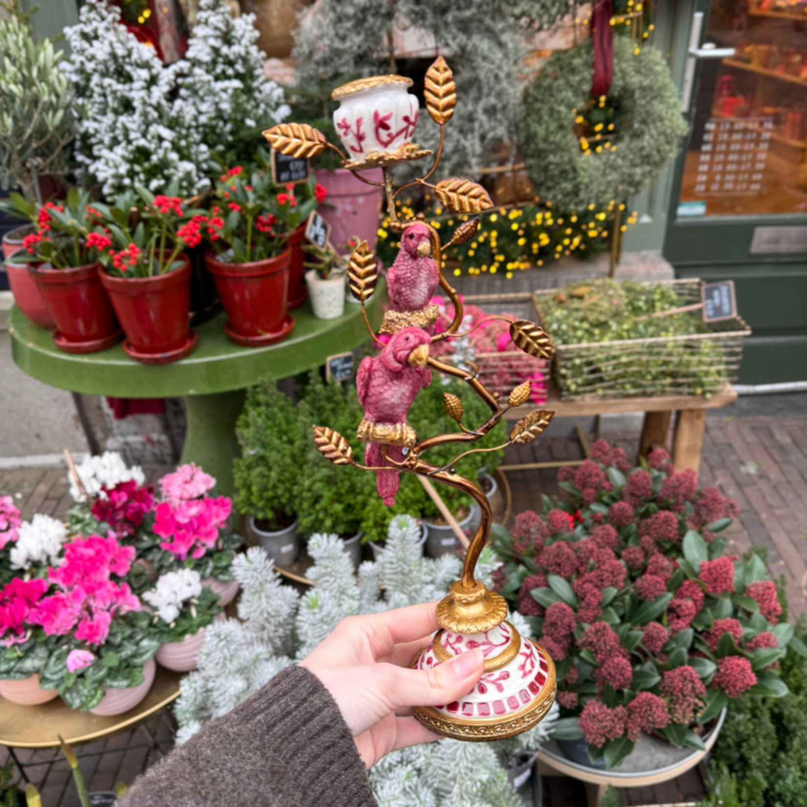 Kandelaar papegaai - bordeaux S