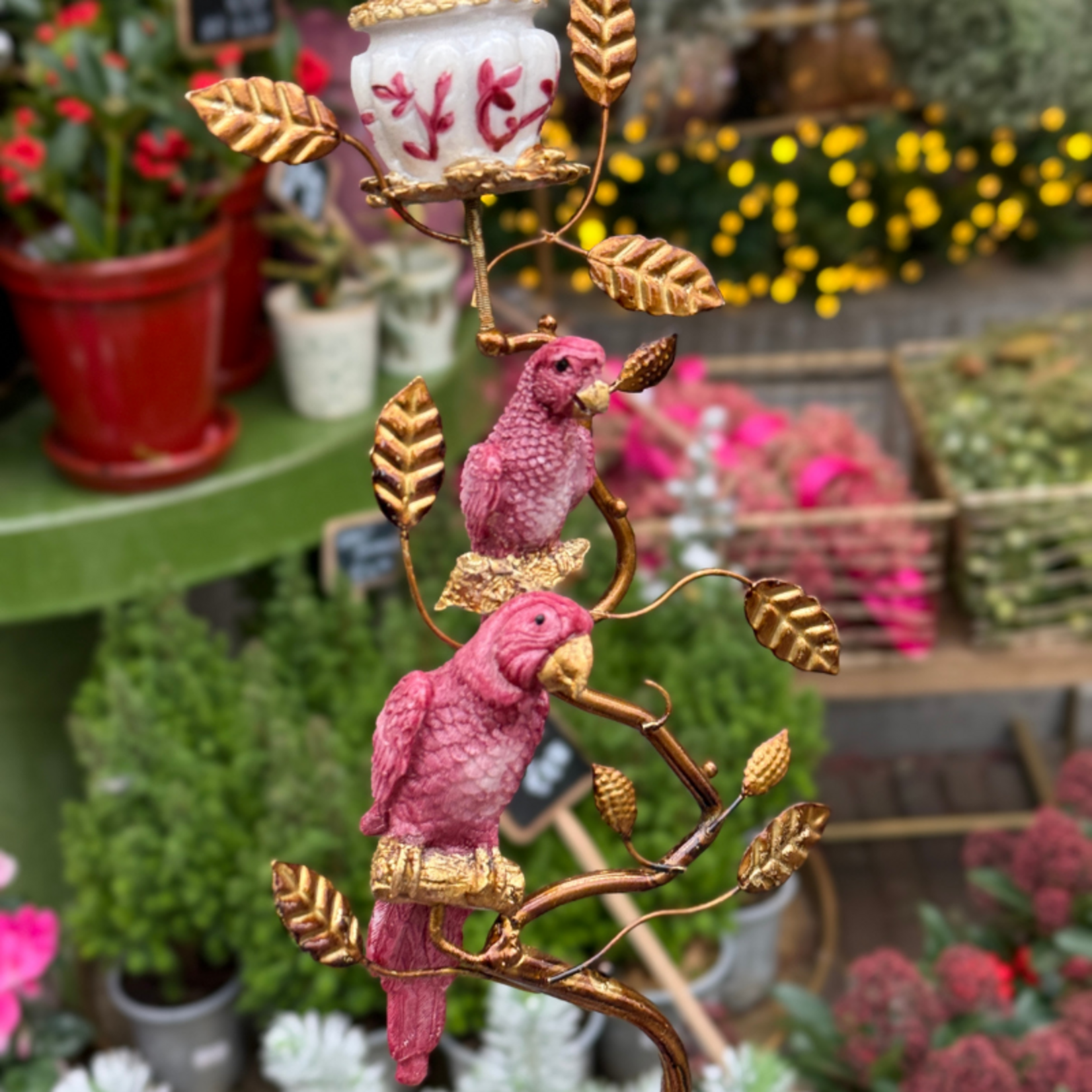 Kandelaar papegaai - bordeaux S