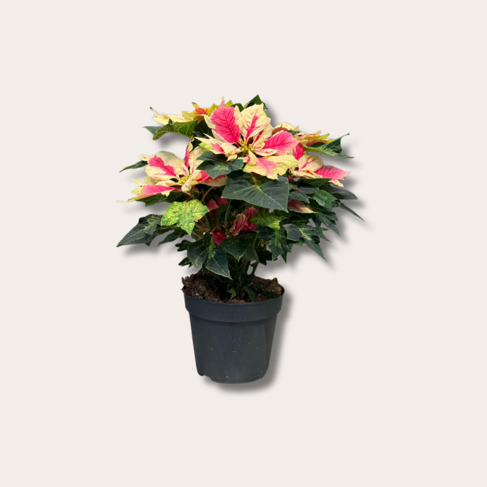 Euphorbia pulc 'kerstster'