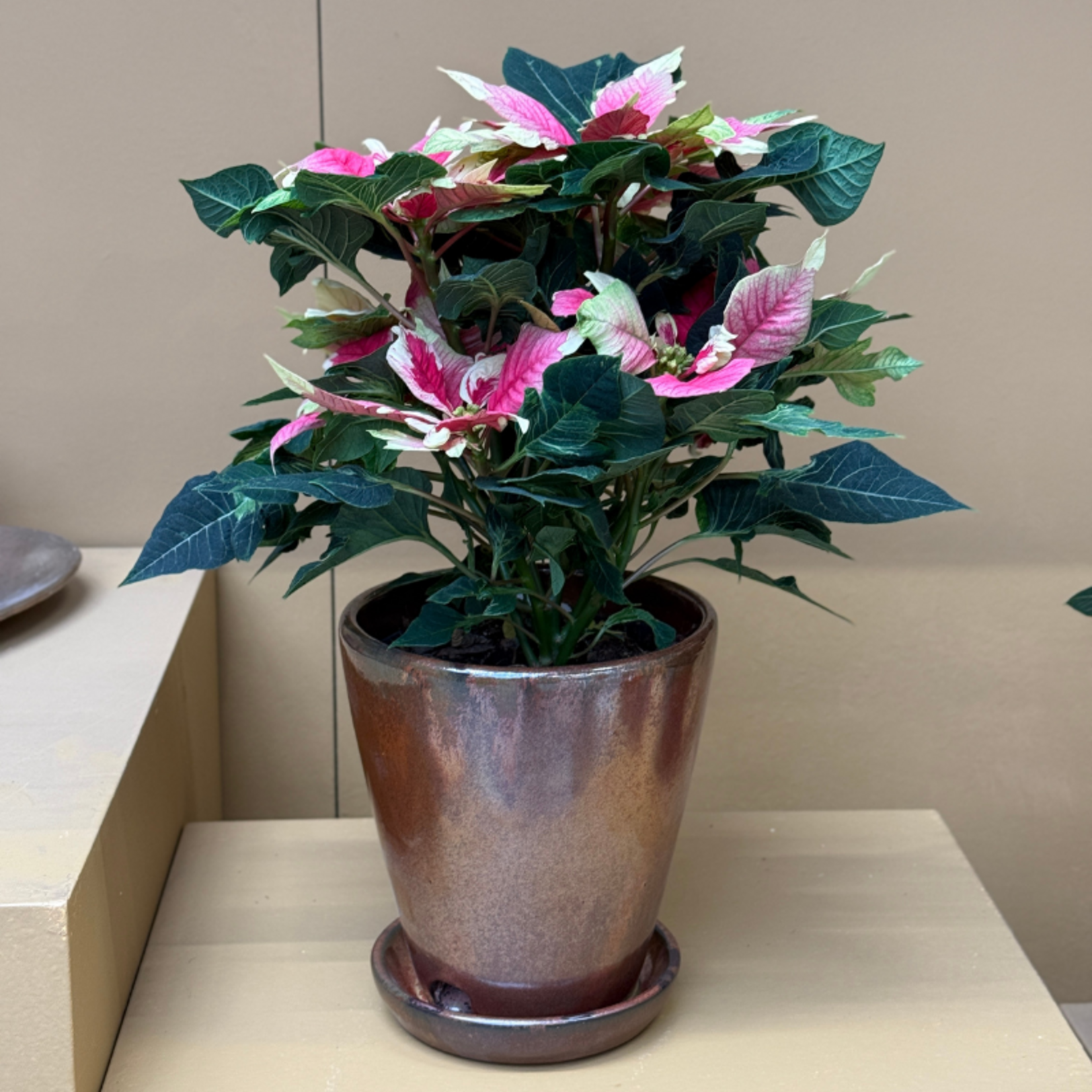 Euphorbia pulc 'kerstster'