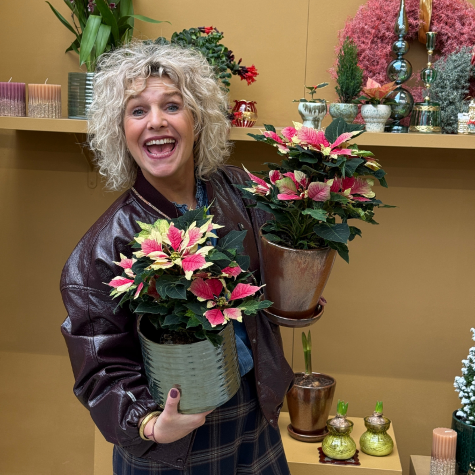 Euphorbia pulc 'kerstster'