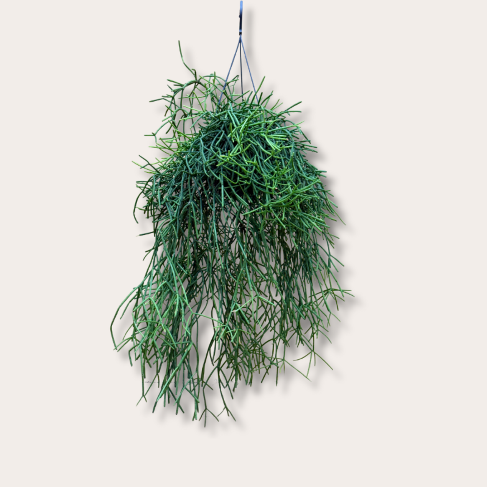 Rhipsalis - heteroclada