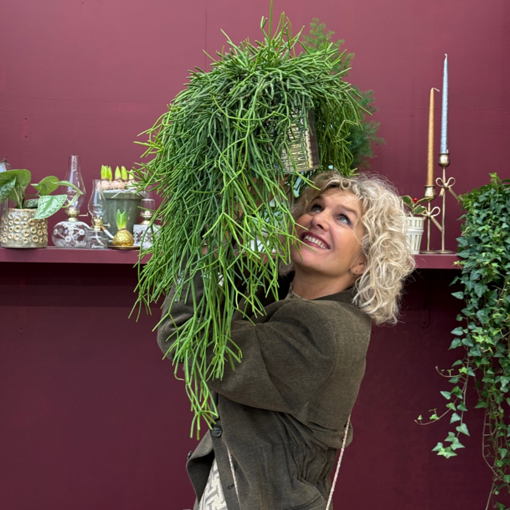 Rhipsalis - heteroclada