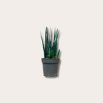 Sansevieria - 'Fernwood'