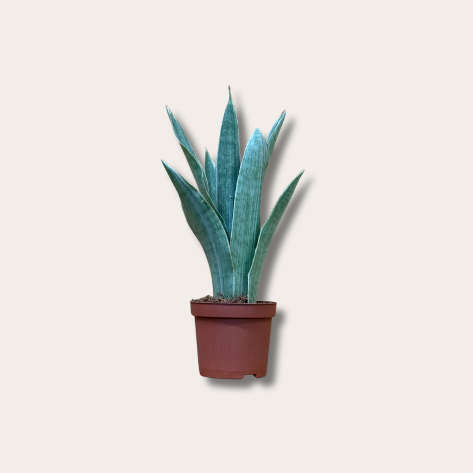 Sansevieria - rifa