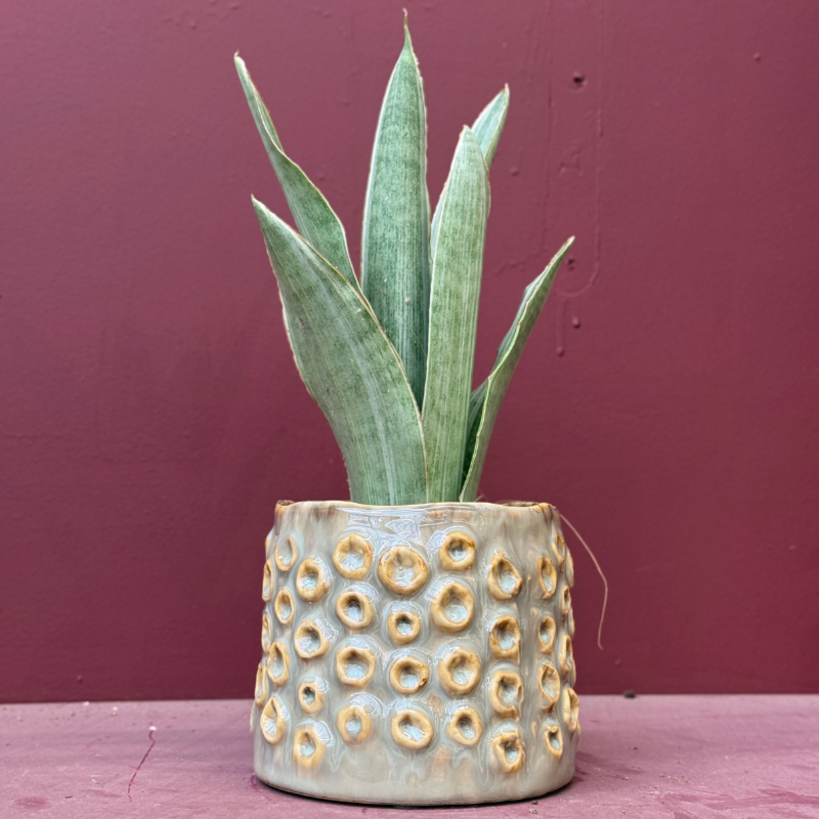 Sansevieria - trifasciata