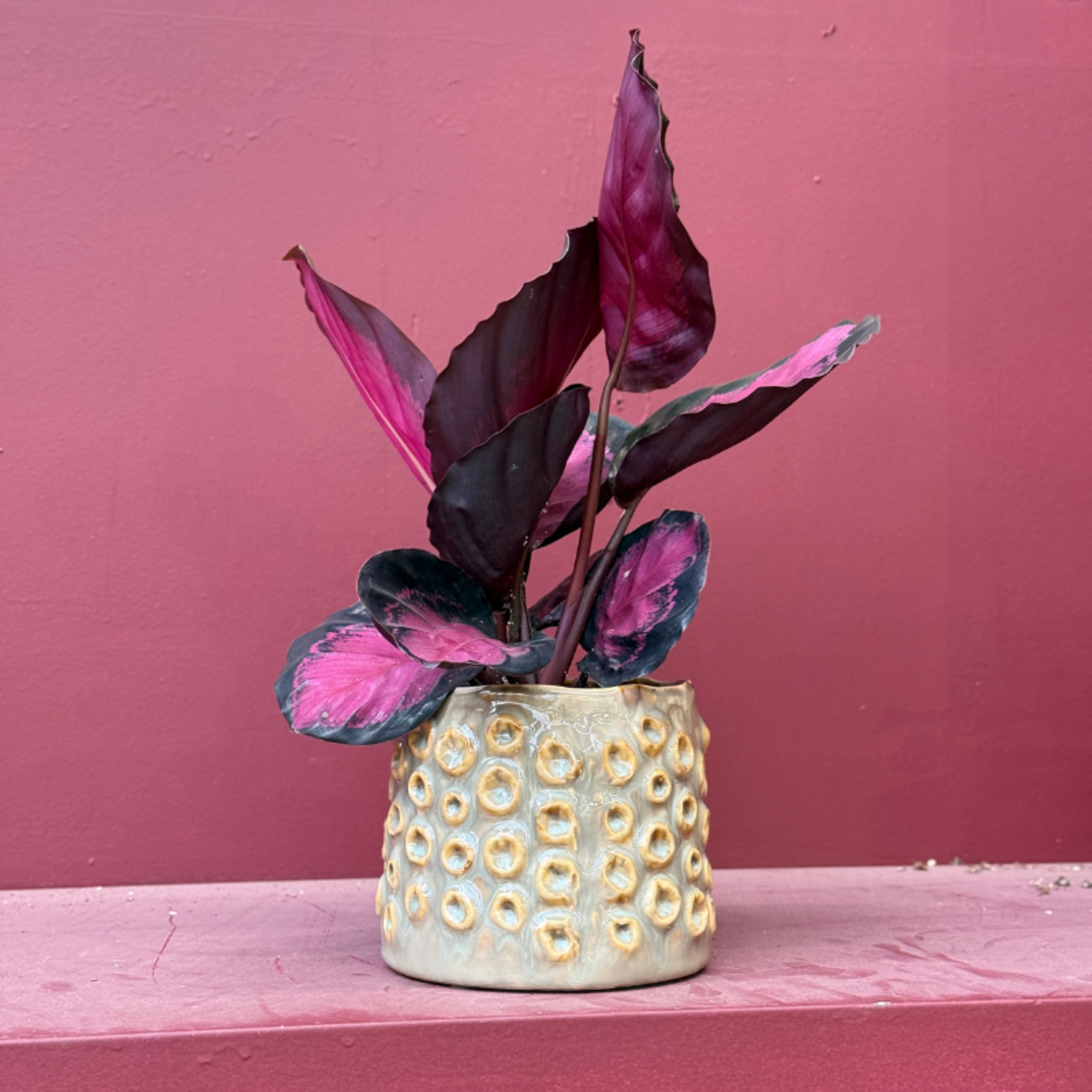 Calathea - roseopicta