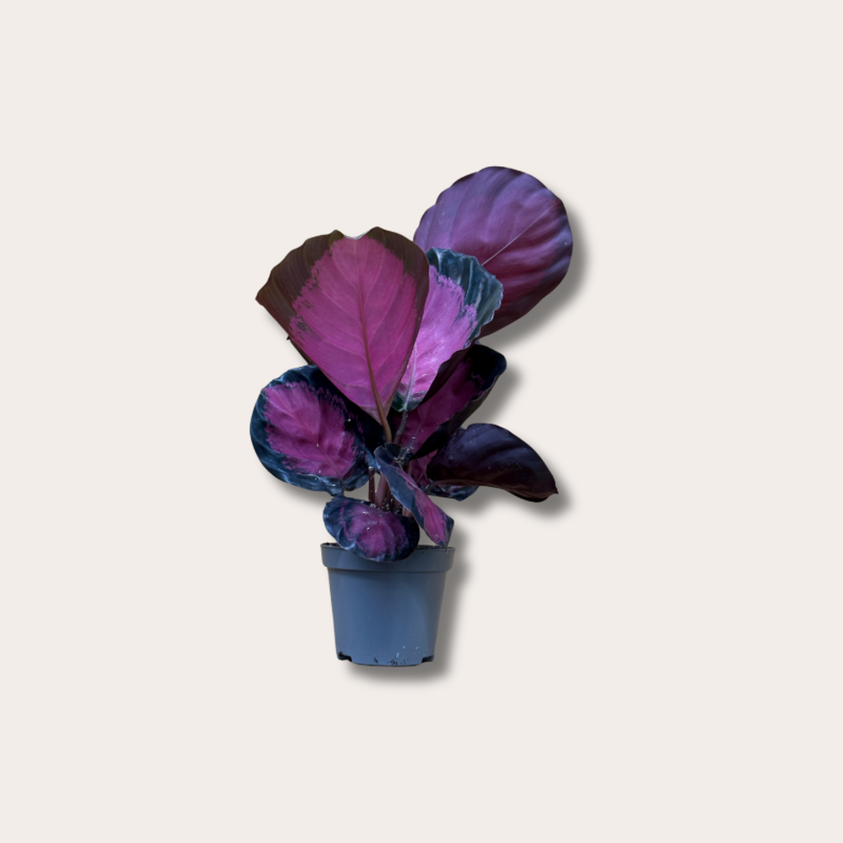 Calathea - roseopicta