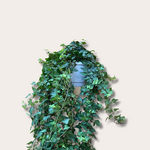 Hedera - helix - 'Anna'