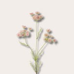 Zijden bloem - Ammi visnaga roze