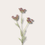 Zijden bloem - Ammi visnaga - paars