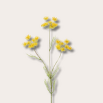 Zijden bloem - Ammi visnaga - geel