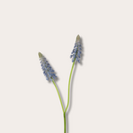 Zijden bloem - Blauwe Druif - paars