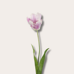 Zijden bloem - Papegaaientulp - lila