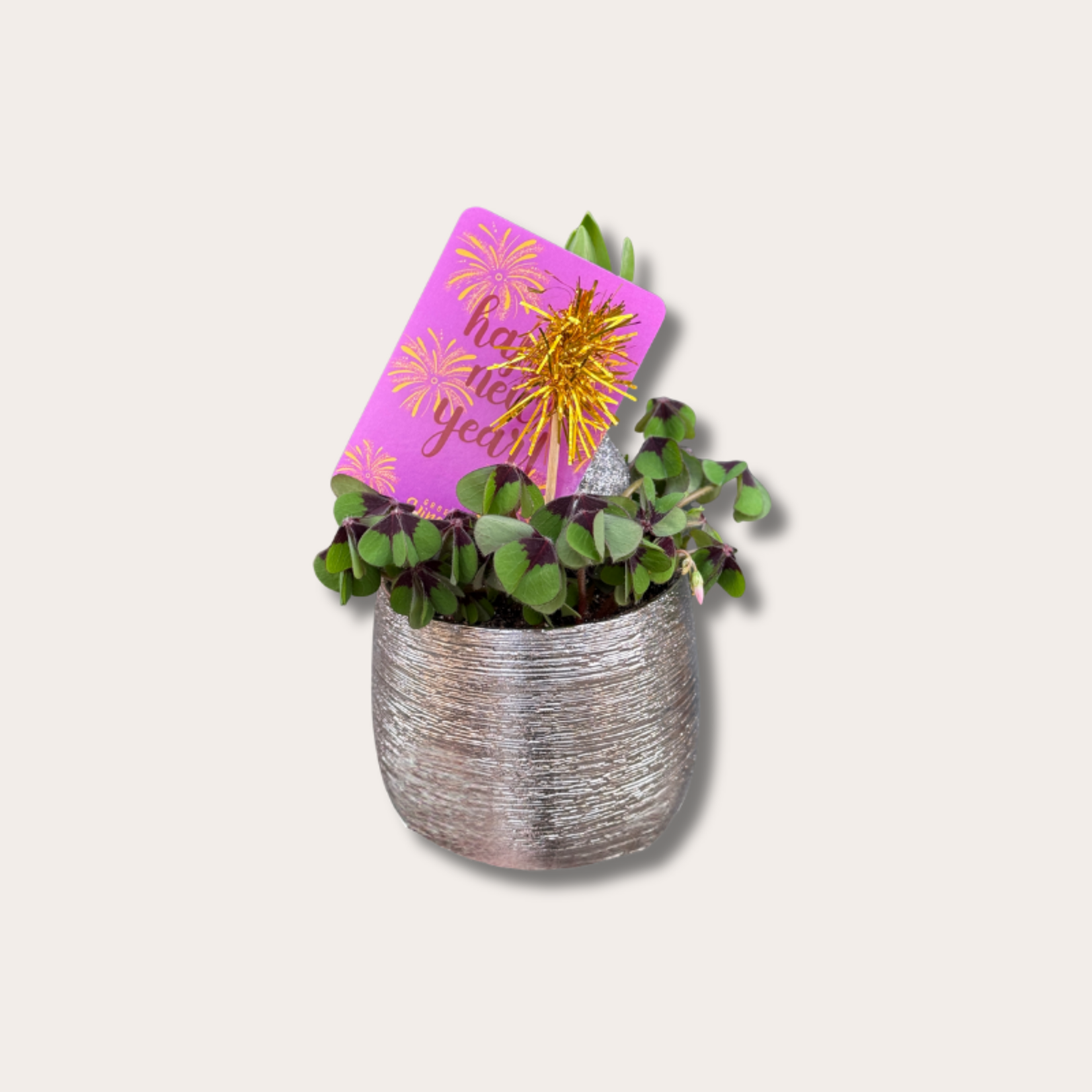 Klaver in pot - Vuurwerk