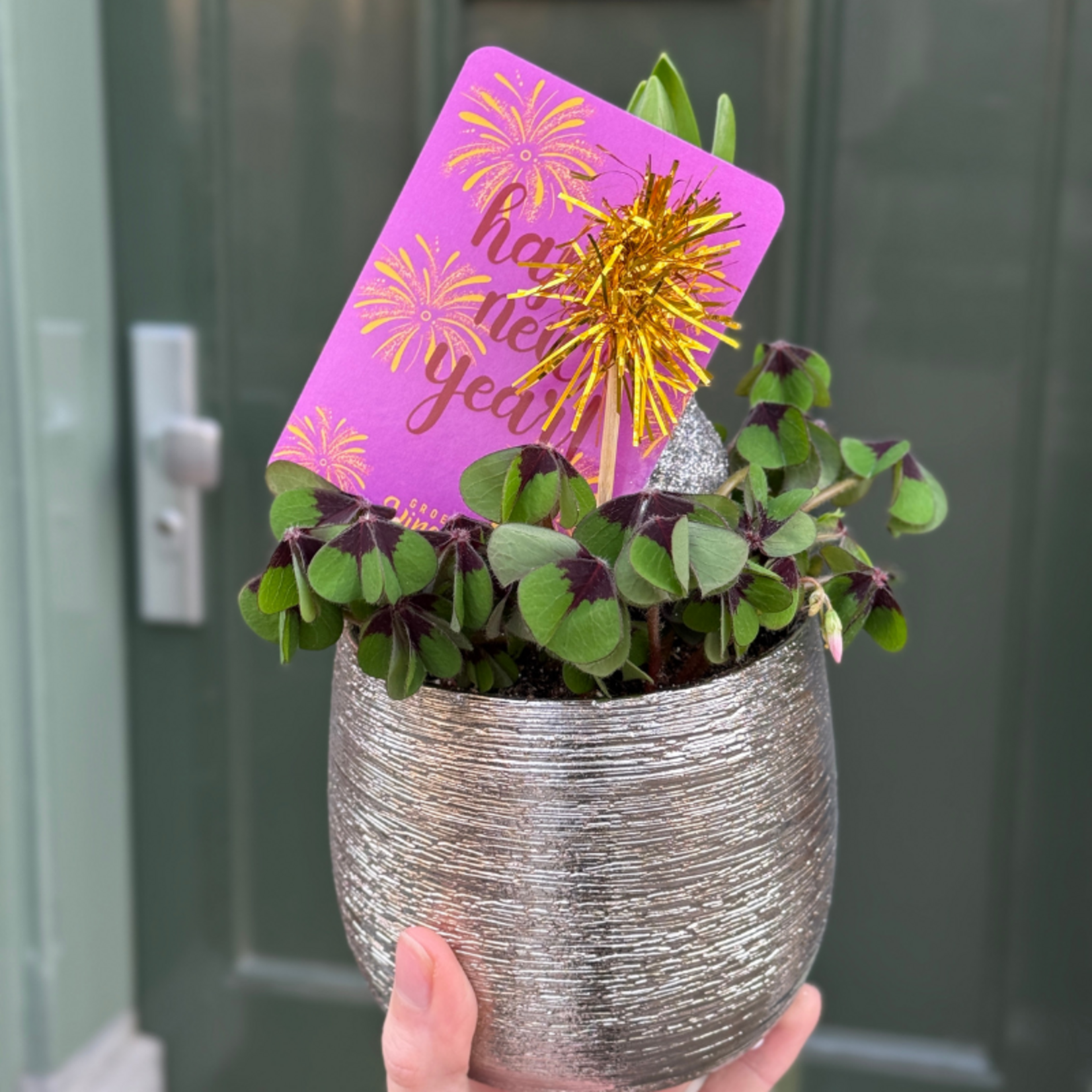 Klaver in pot - Vuurwerk