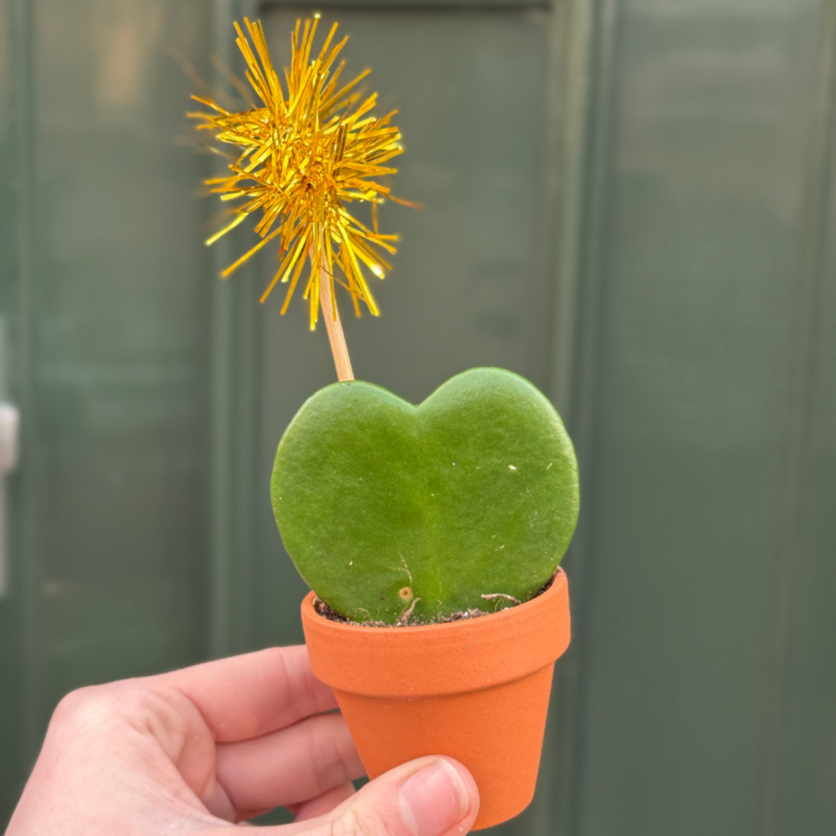 Hoya kerri in potje met vuurwerk