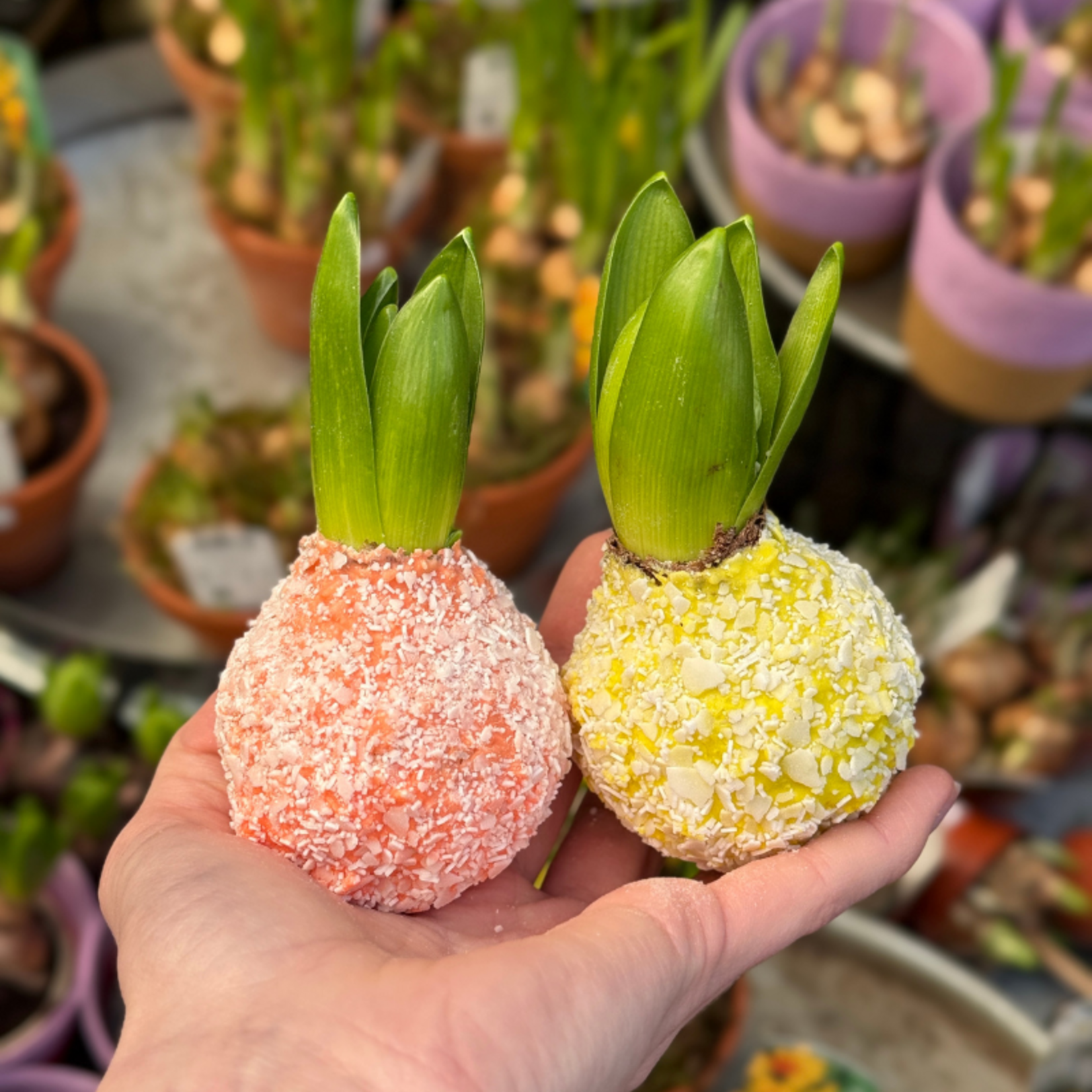 Hyacint set van 2 - pastel geel/oranje