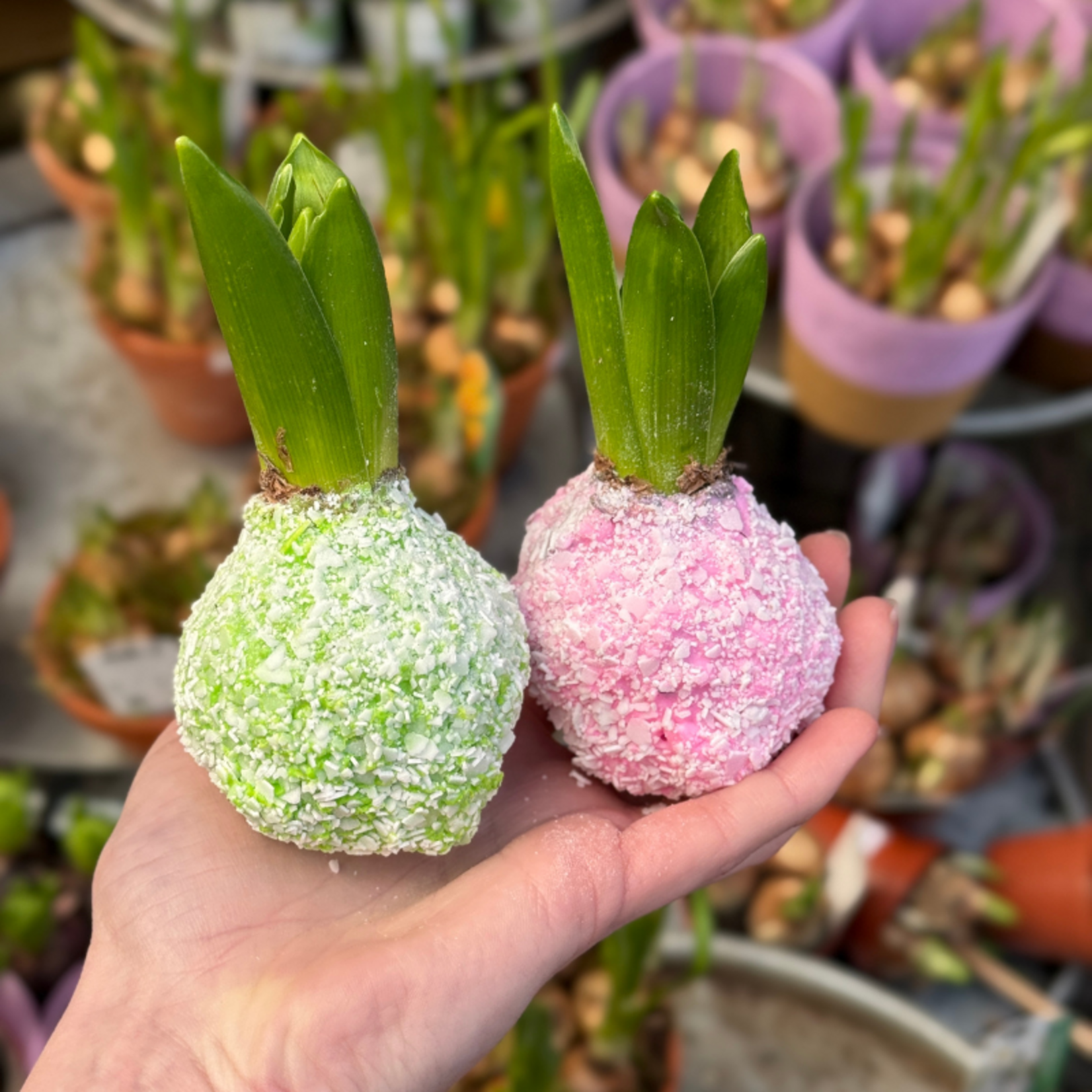 Hyacint set van 2 - pastel groen/roze