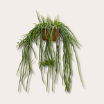 Selenicereus - Wercklei 'Leiza'