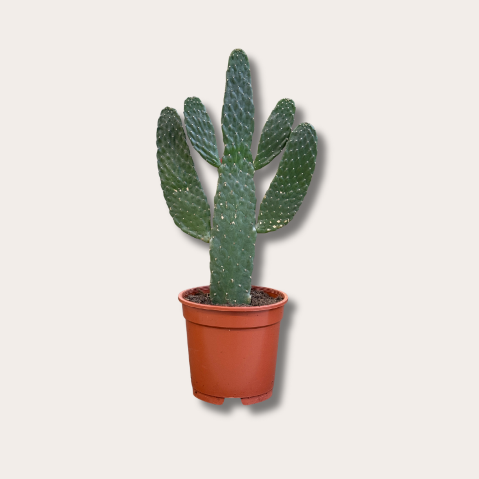 Opuntia - 'Consolea'