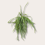 Lepismium - bolivianum - M