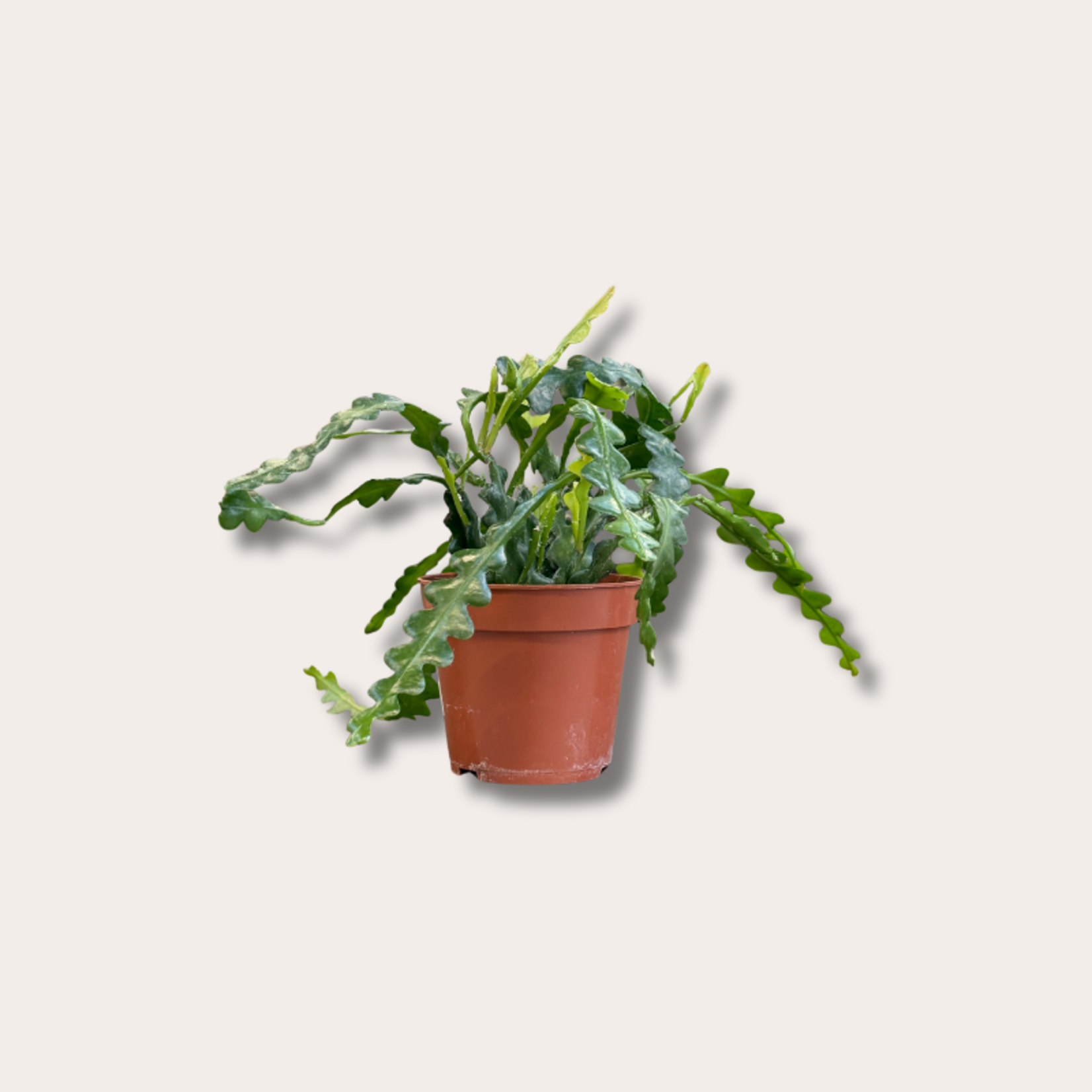 Epiphyllum - S (zaagcactus)