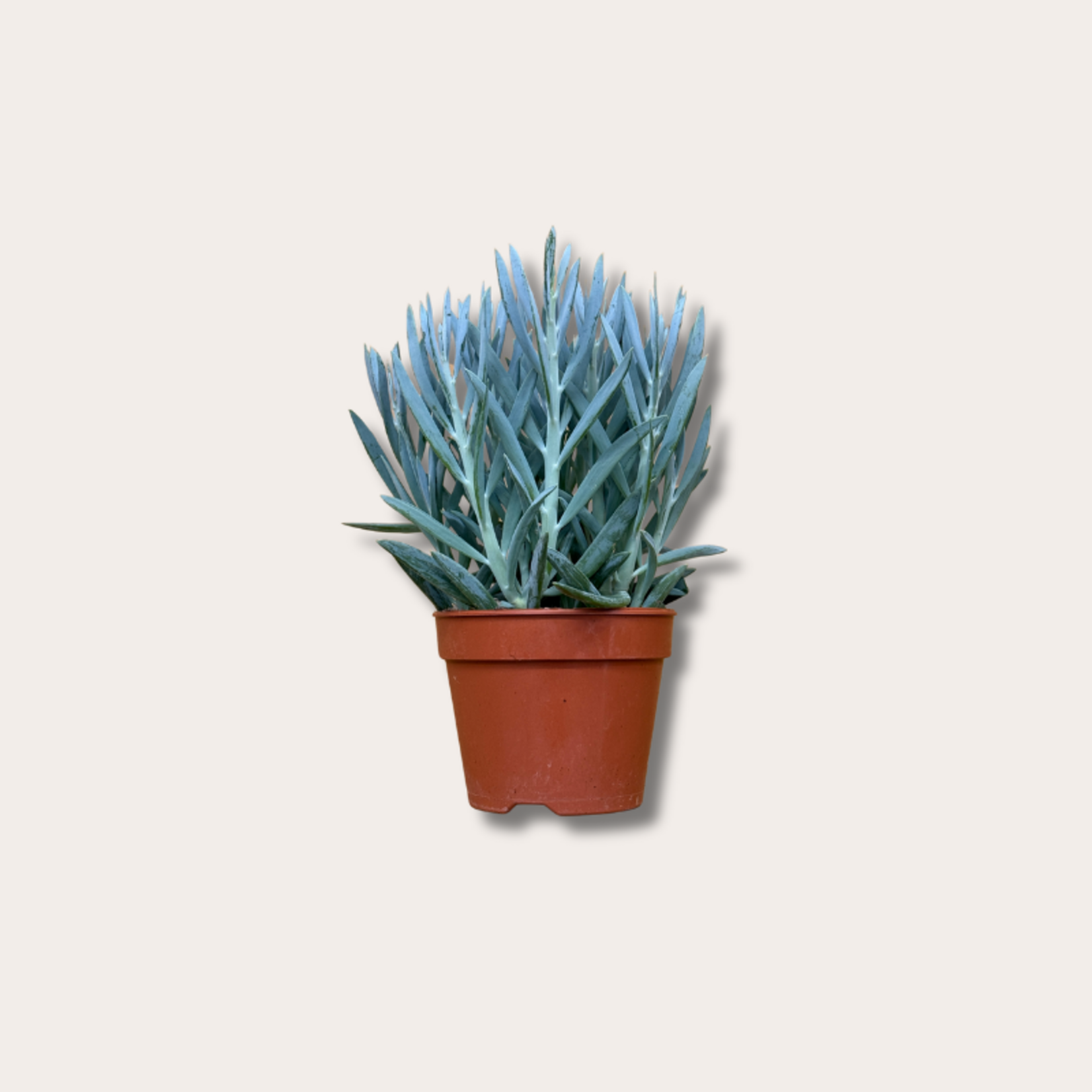 Curio - ficoides 'Mount everest'