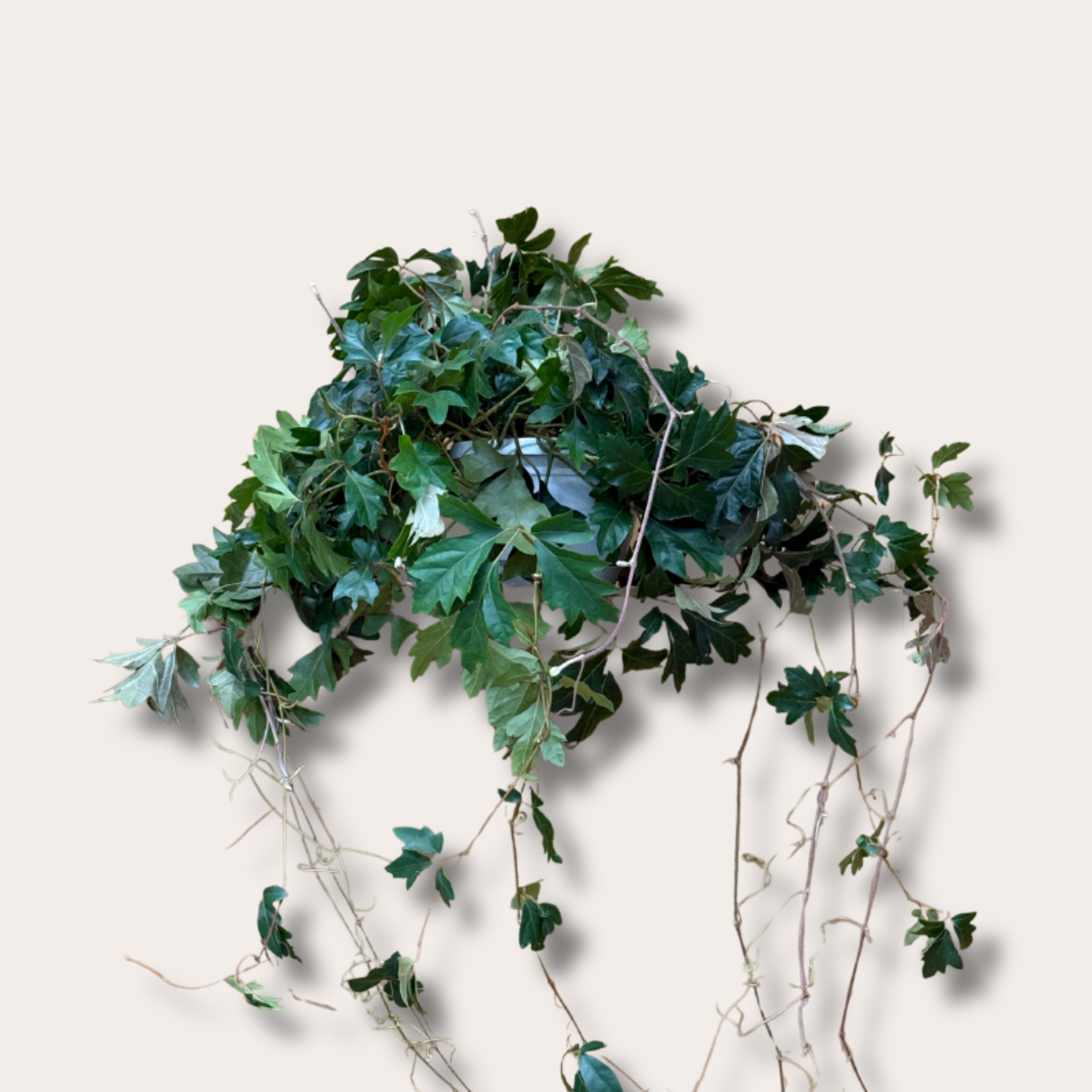 Cissus - rhombifolia 'Ellen Danica'