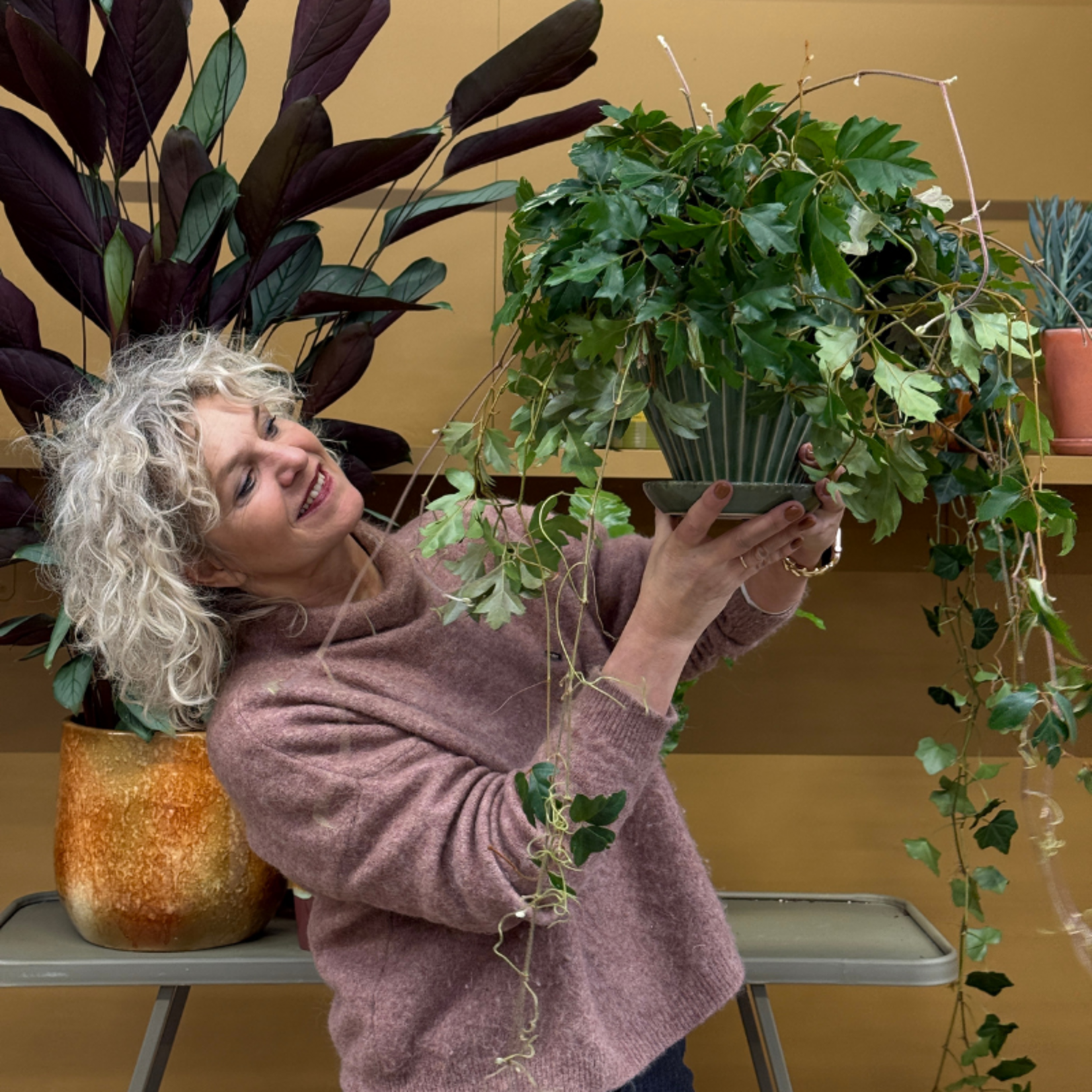 Cissus - rhombifolia 'Ellen Danica'