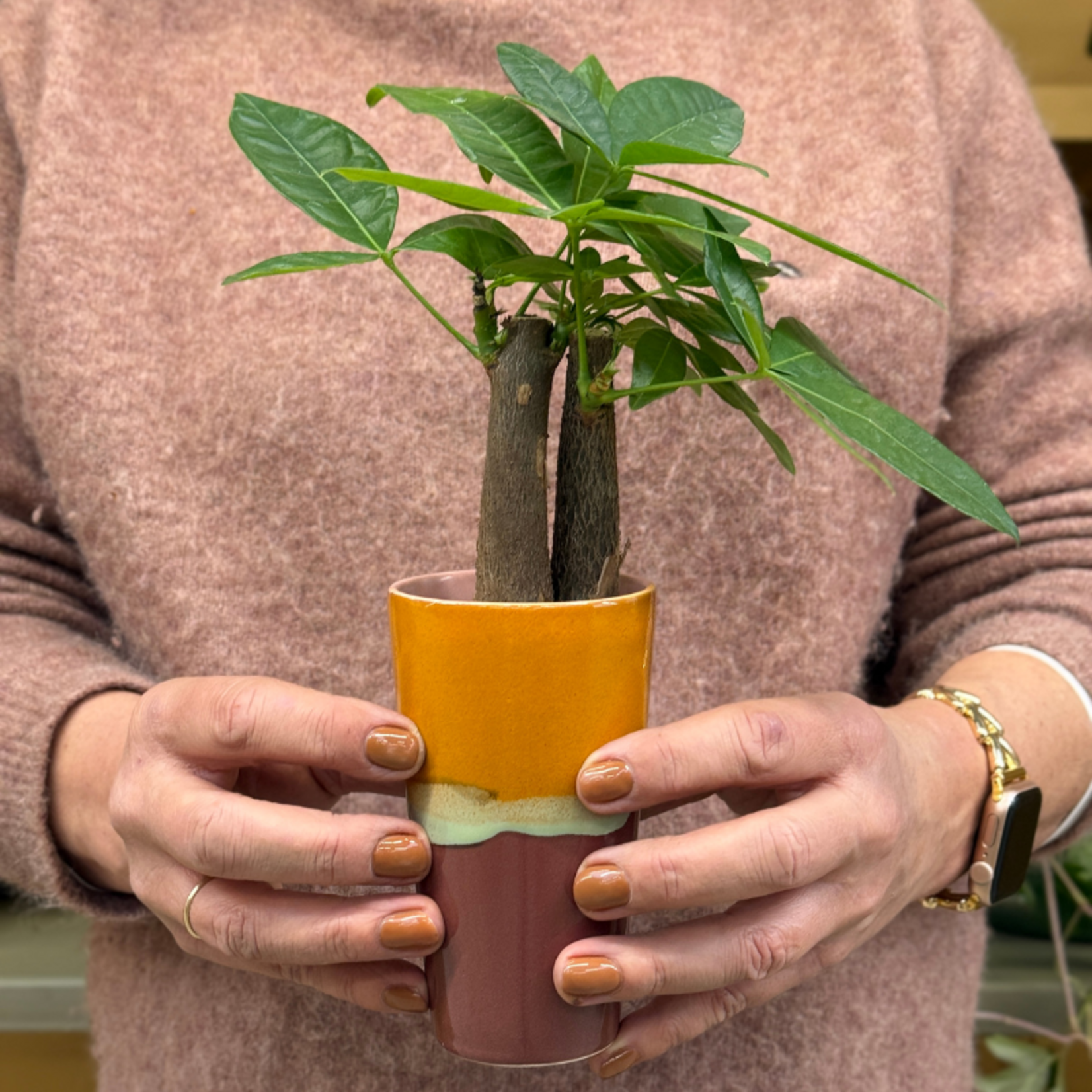 Pachira - aquatica - mini