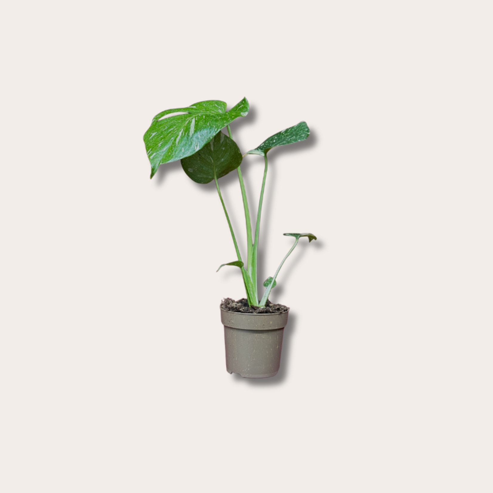 Monstera - deliciosa 'Thai Constellation'