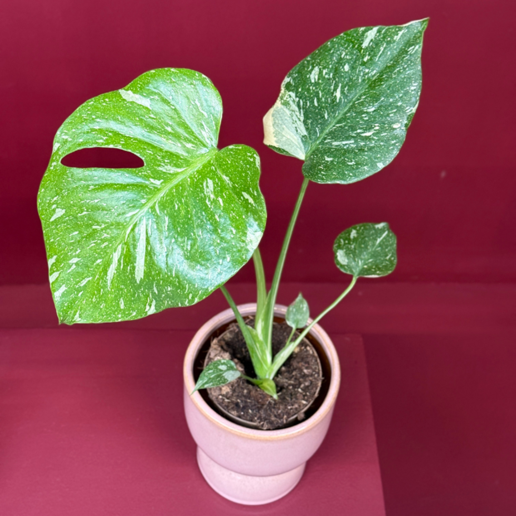 Monstera - deliciosa 'Thai Constellation'