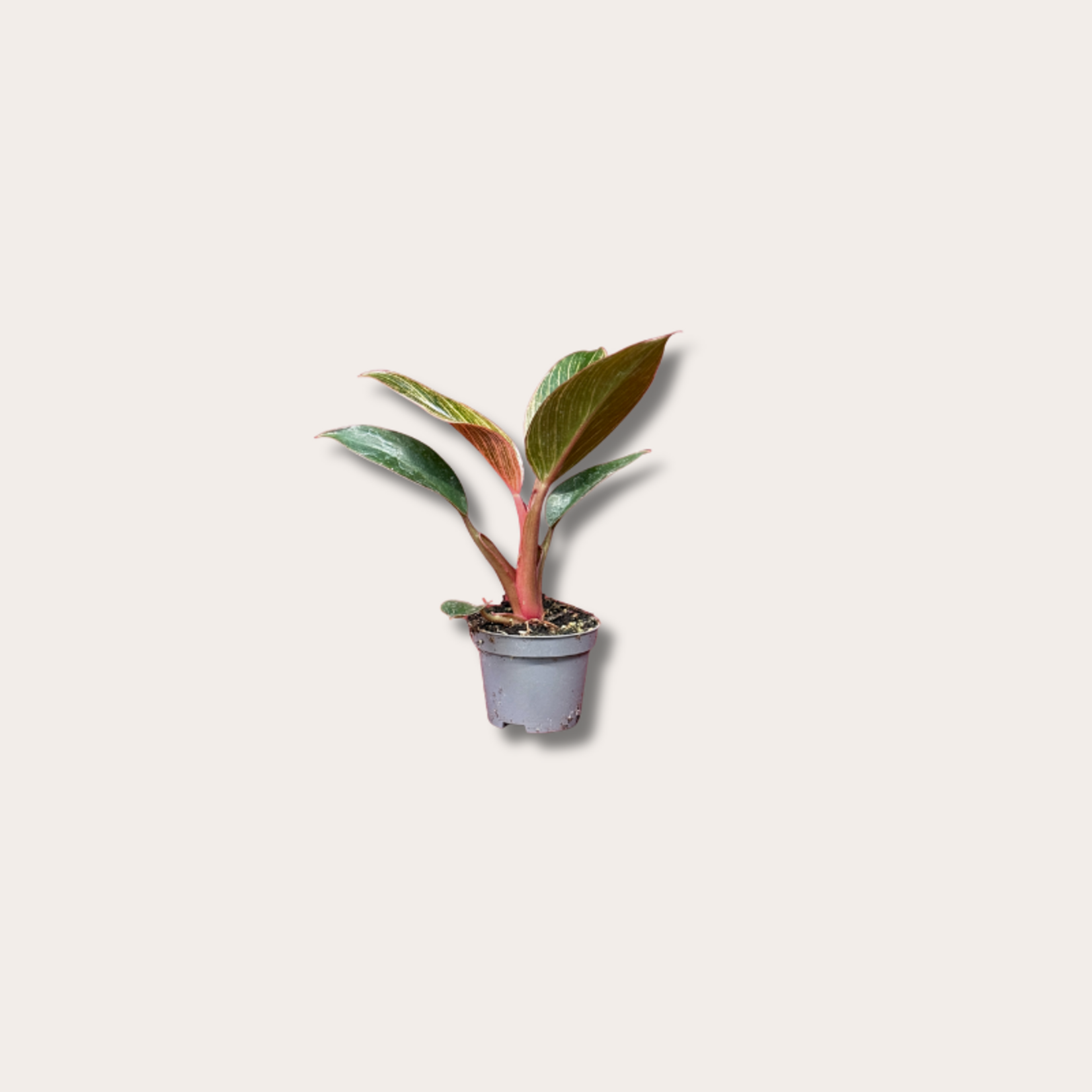 Philodendron - 'Pink bikini' - mini