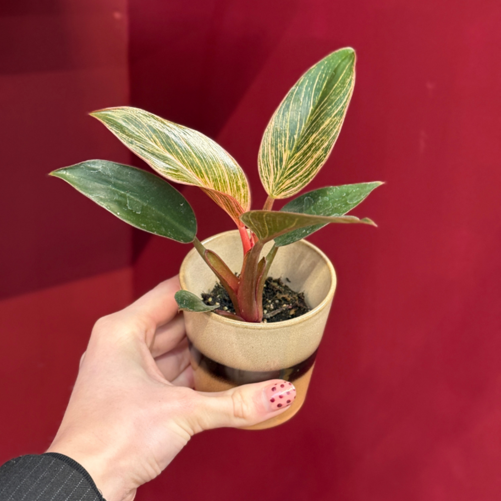 Philodendron - 'Pink bikini' - mini